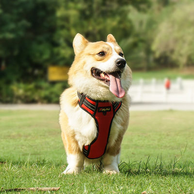 Light Up Dog Harness Step In Style com material de poliéster à prova d'água e refletor