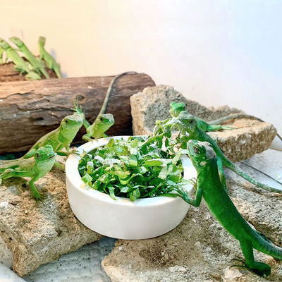 Pet Bowl Impede que os vermes do pão Escapem Lagarto Cerâmica Pão de Água Repique